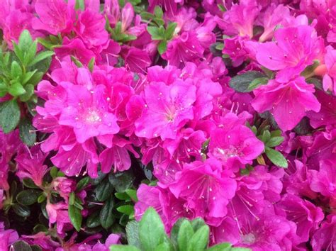 Azalea Rhododendron Japonica Geisha Purple