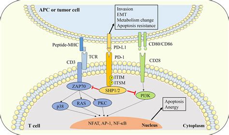 Frontiers PD 1 PD L1 Axis In Organ Fibrosis