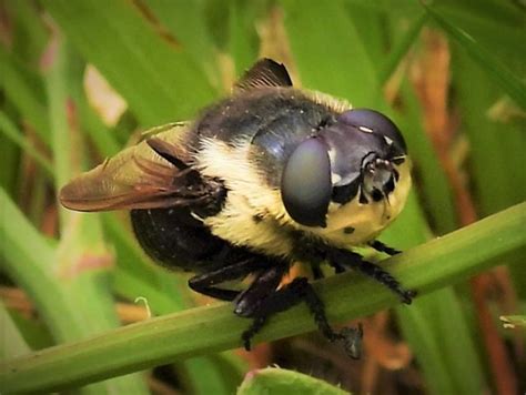 flickriver  interesting  tagged  botfly