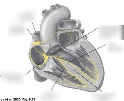 Cardiac Conduction System Diagram Quizlet