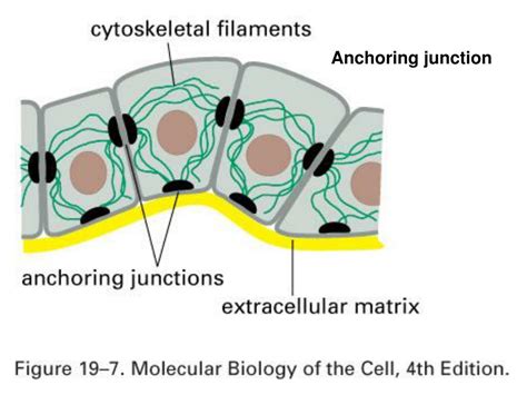 PPT Cell Junctions Cell Adhesion And The Extracellular Matrix