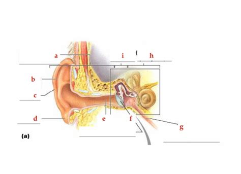 Human Anatomy And Physiology Lab Exercise Special Senses Hearing