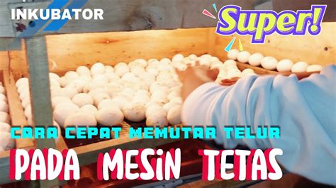 CARA MEMBALIK TELUR PADA MESIN TETAS MANUAL YouTube