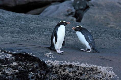 Fiordland Crested Penguin Eudyptes Pachyrhynchus At The Milford