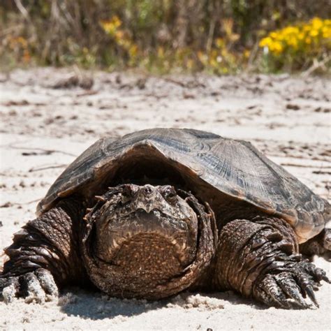 Male Vs Female Snapping Turtles Identification Guide All Turtles