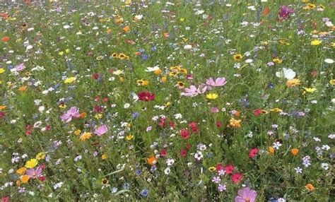 Cottage core | Flower aesthetic, Flowers, Flower field