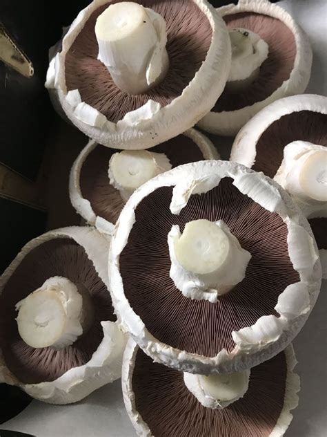 Can You Freeze Portobello Mushrooms Artofit