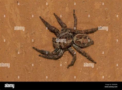 Plexippus Paykulli Female Pantropical Jumping Spider Stock Photo Alamy