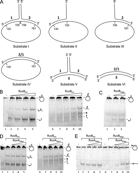 Dna Helicase Activity Of Ruvb Fh And Ruvb Mge A Schematic