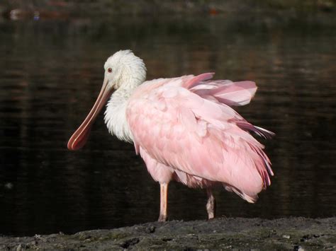 Spoonbill | BirdForum