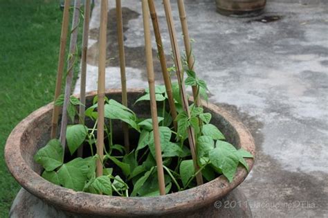 Growing Green Beans Pots Okejely Garden Plant