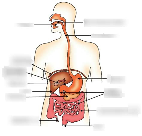 The Digestive System Diagram Diagram Quizlet