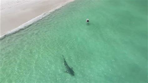 Drone Captures Shark Coming Close To Swimmers On Wa Coast Youtube