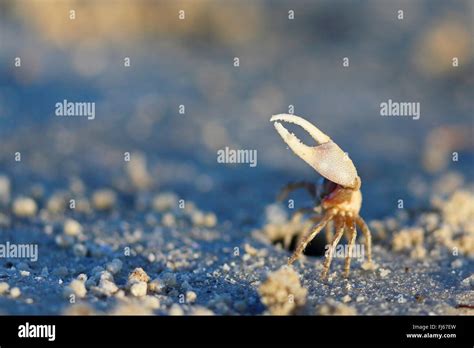 Atlantic Sand Fiddler Sand Fiddler Crab Uca Pugilator Male Usa