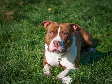 Apagi Hayla Chien X American Staffordshire Terrier La Robe Marron