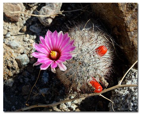 Fishhook Cactus DesertUSA