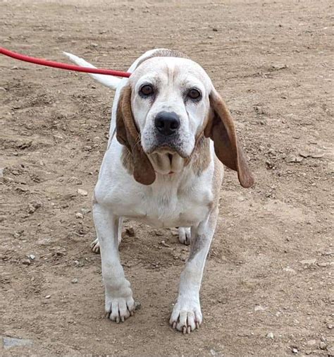 Lala 8 9 Year Old Female Beagle Cross Available For Adoption