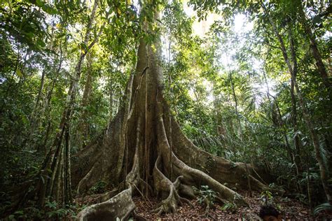 Roots Of The Lupuna Tree In The Amazon Rainforest Of Peru