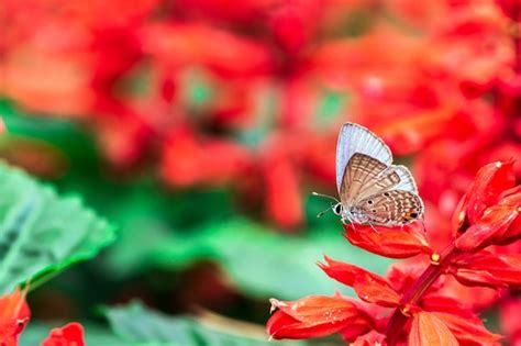 Premium Photo | Butterfly on a red flower