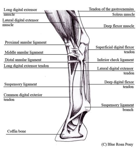 Torn Extensor Tendon When To Start Galloping