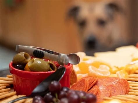 Can Dogs Eat Grapes? - Canine HQ