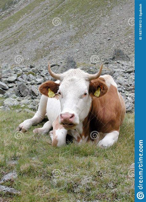 Ganado Vacuno Pastoreando En Los Alpes Foto De Archivo Imagen De