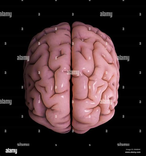 Longitudinal Cerebral Fissure Banque De Photographies Et Dimages à