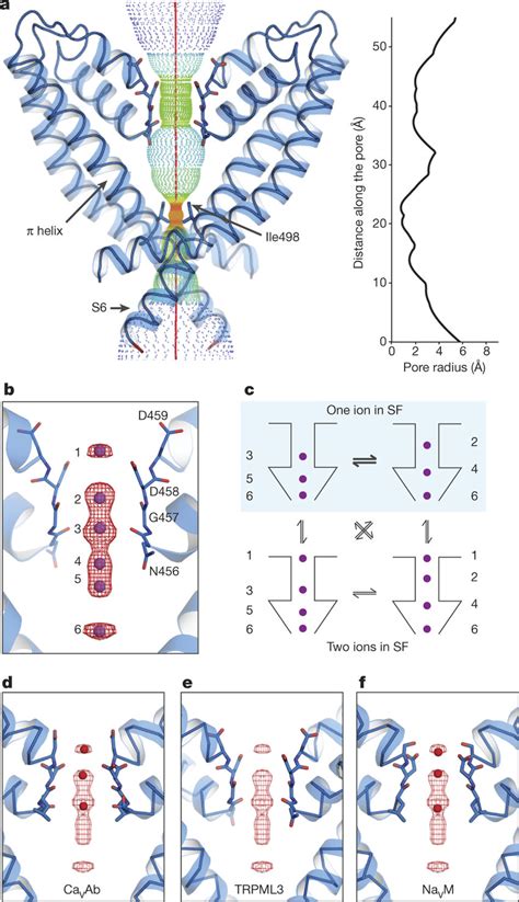 Pore And Selectivity Filter Structure A Radius Along The Permeation