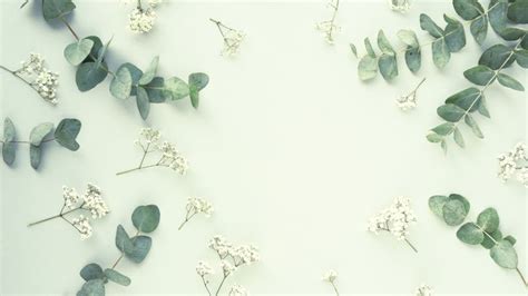 Eucalyptus Wallpaper 4K Leaves Gypsophila Sage Green