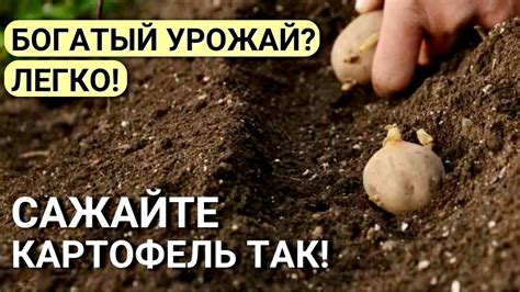 Большой урожай КАРТОФЕЛЯ! Что положить в лунку при посадке картофеля ...