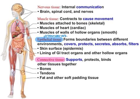 Lecture 4 Tissues Flashcards Quizlet