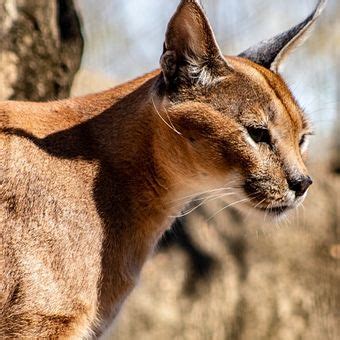 Fakta Menarik Kucing Caracal Yang Harganya Bisa Mencapai Rp Juta