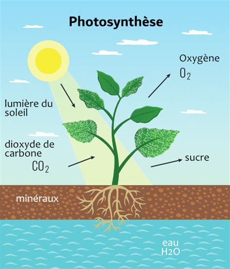 Fonctionnement de la photosynthèse Photosynthèse Plante Arbre