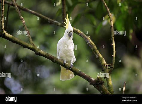 Sulphur Crested Cockatoo Cacatua Galerita Adult With Crest Raised