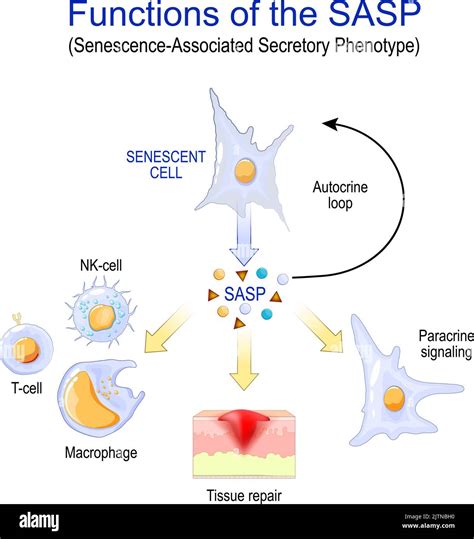 Cellular Senescence Functions Of The Sasp Senescence Associated