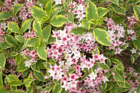 7 Great Shrubs For Low Maintenance Gardens Tyne Valley Garden Centre