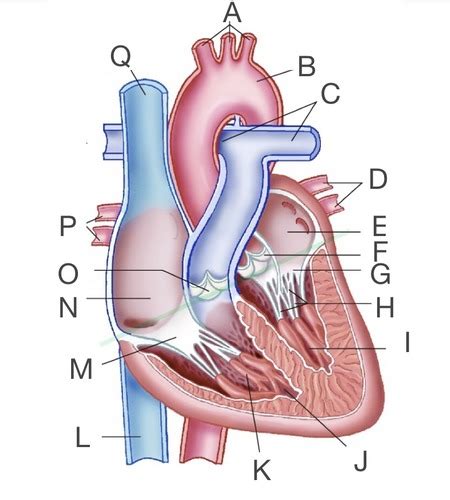 Introduction To The Cardiovascular System Flashcards Quizlet