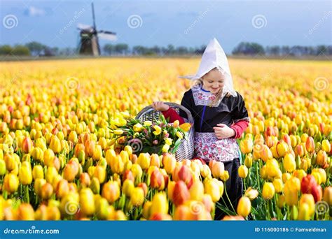 Child In Tulip Flower Field Windmill In Holland Stock Photo Image