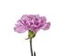 Carnation Lavender Moonlite Potomac Floral Wholesale