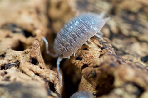 Porcellio Dilatatus Giant Canyon Isopod By Red Rock Geckos Morphmarket