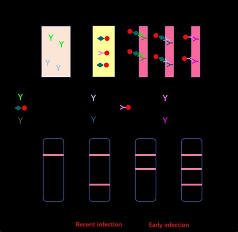 Schematic Illustration Of Point Of Care Lateral Flow Immunoassay 8