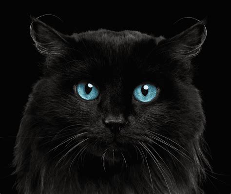 Black Cats With Blue Eyes ThatCatBlog