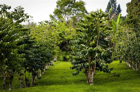 Arabica Coffee Plant For Sale | The Tree Center™