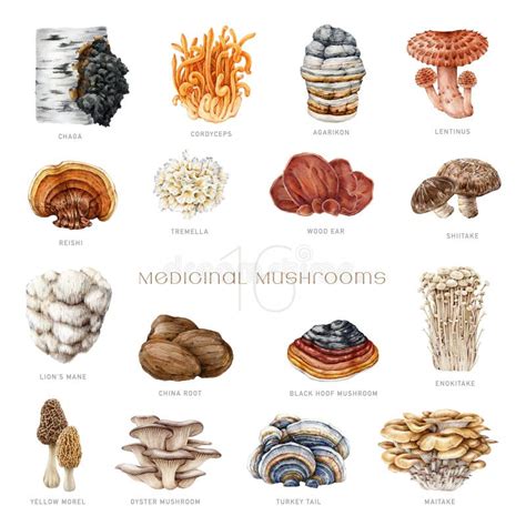 Lions Mane Mushrooms Illustration Stock Illustrations 12 Lions Mane