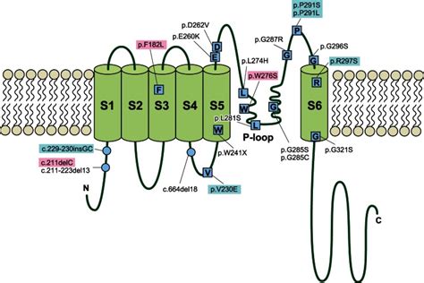 The 6 Transmembrane Domains S1s6 And The P Loop Located Between S5