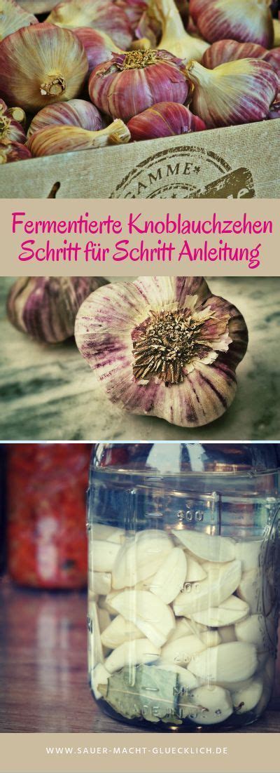 Fermentierter Knoblauch Eine Schritt F R Schritt Anleitung Zum Selber