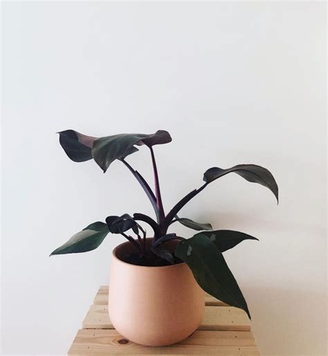 Philodendron Erubescens Varieties: Types of Blushing Philodendron