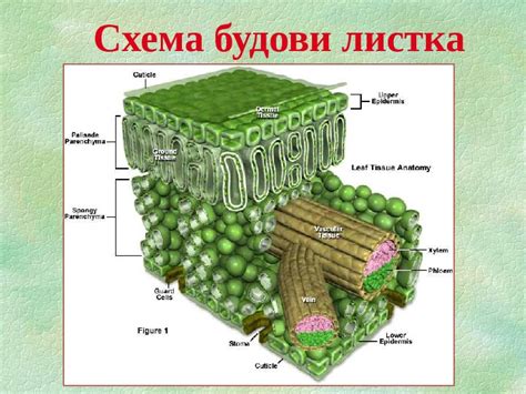 АНАТОМІЧНА БУДОВА ЛИСТКА ФУНКЦІЇ ЛИСТКА Фотосинтез і