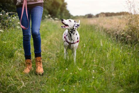 Comment D Velopper La Relation Avec Son Chien