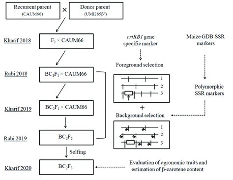 Scheme Of Marker Assisted Backcross Breeding Mabc To Improve The Download Scientific Diagram